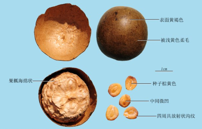 羅漢果