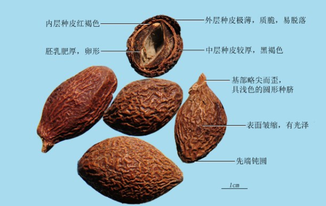 胖大海